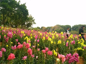 春游賞花深圳好去處出爐啦 松山湖生態(tài)園農(nóng)家樂賞花野炊一日游